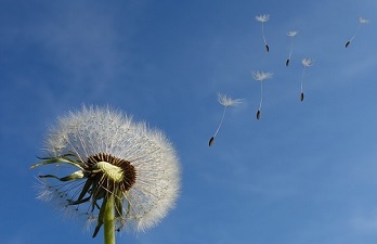 Pusteblume